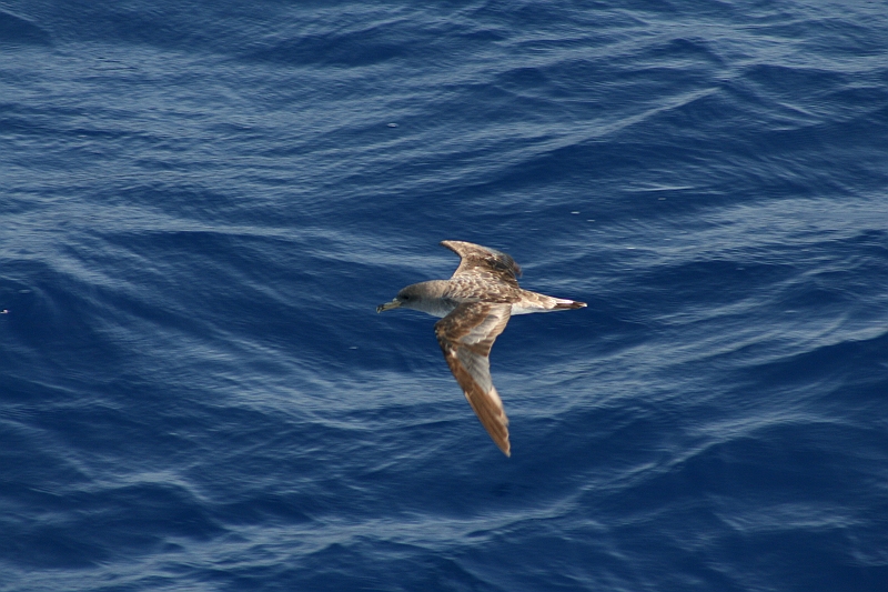 Rodos 2007 901